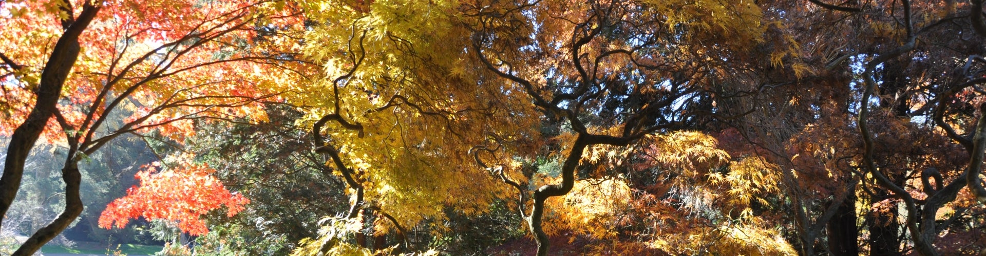 Orange, red, and yellow Japanese maple foliage. 