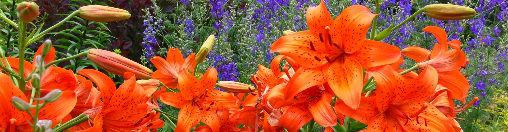 A close-up of orange lily flowers. 