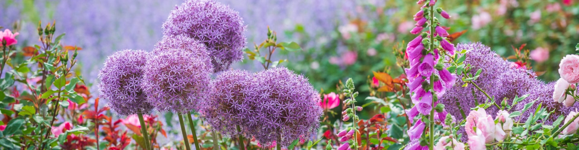 A close up of purple and pink flowers.