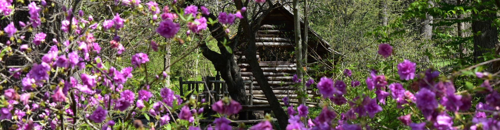 A log cabin surrounded by pink azaleas in bloom. 