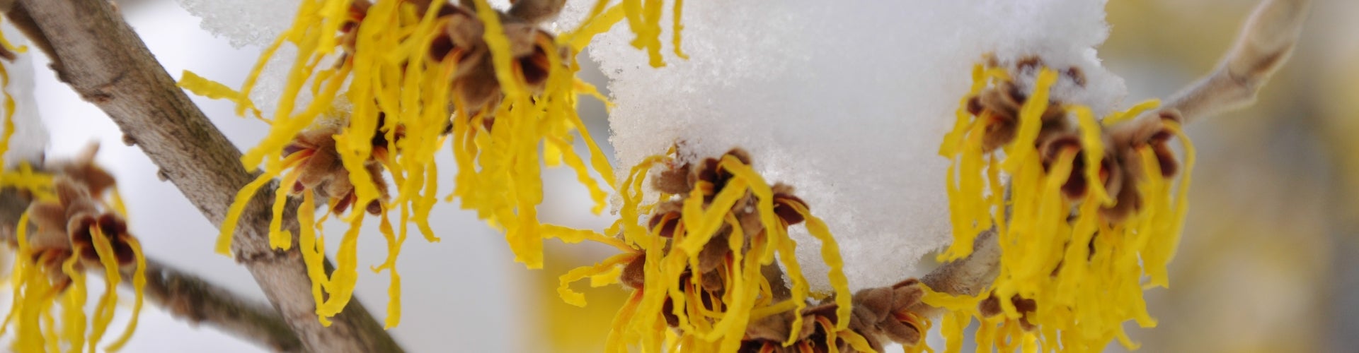 Thin, long-petaled yellow witchhazel tree in bloom and covered in snow. 