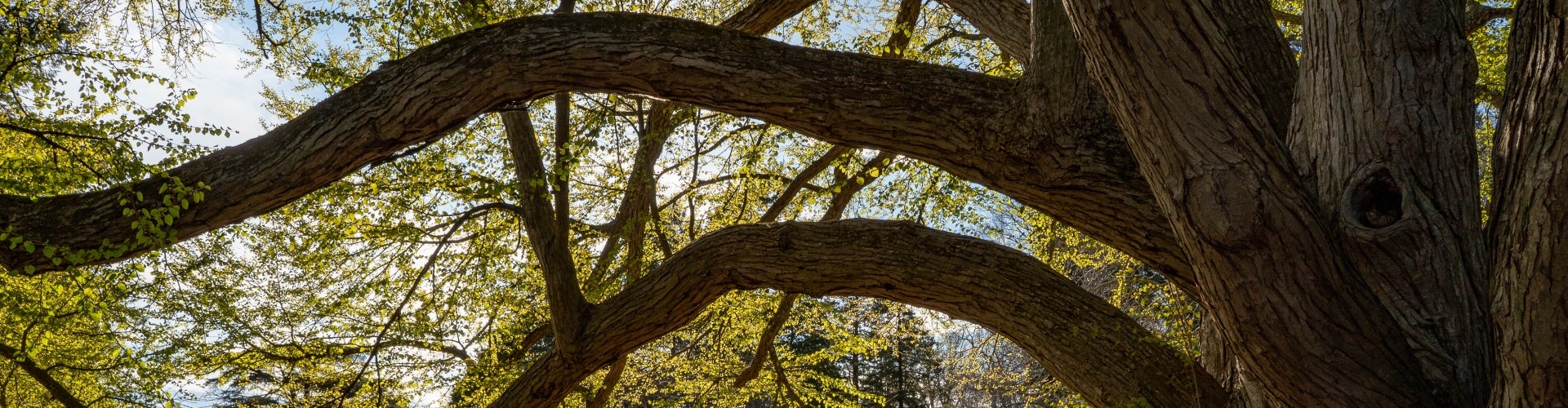 The large branches of a katsura-tree.