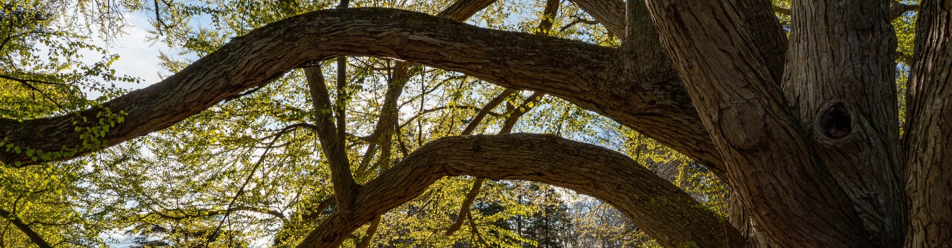 The large branches of a katsura-tree. 