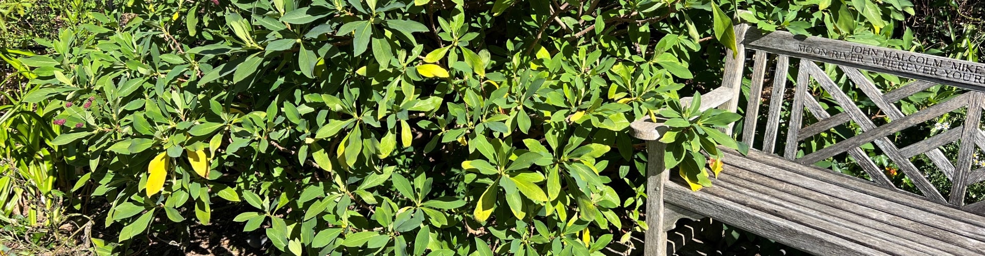 A plant with green foliage grows next to a wooden bench.