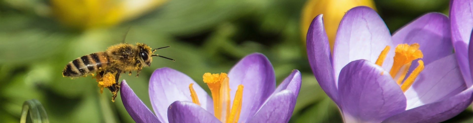 A bee perched on top of a purple and yellow crocus flower.