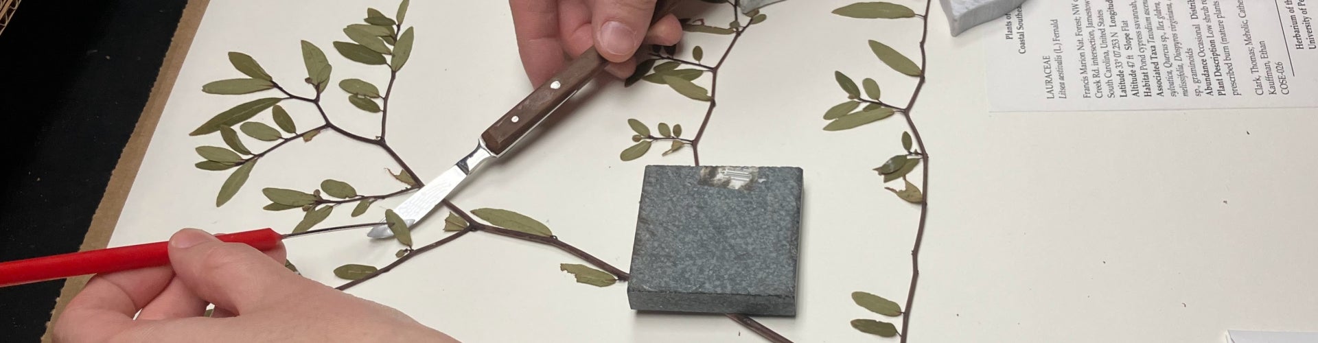 Two hand holding mounting tools adhere plant matter onto white paper.