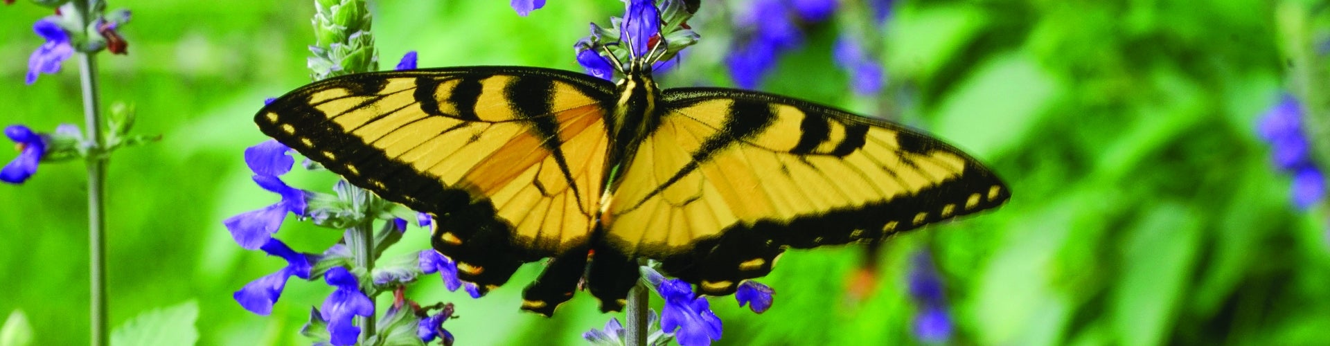 A yellow butterfly on top of blue flowers.