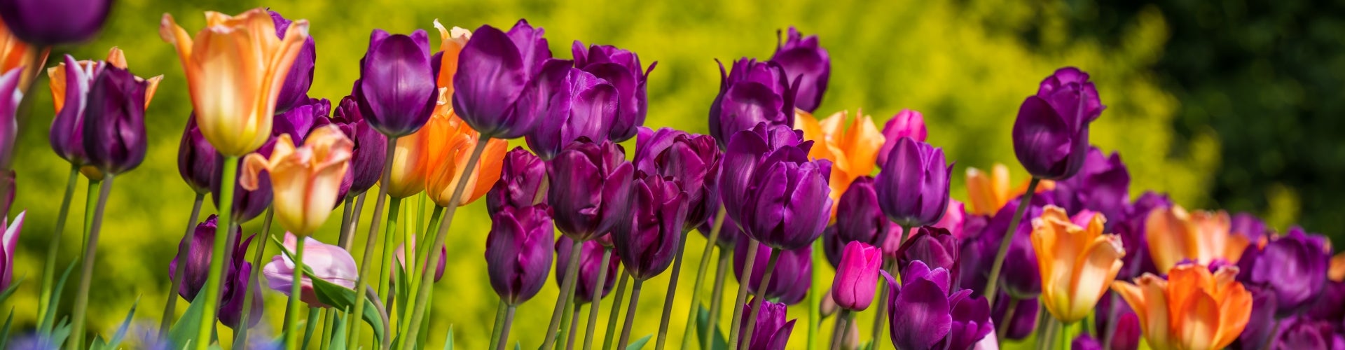 Purple and orange tulips in bloom.
