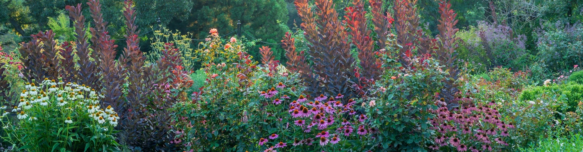 Yellow and pink flowers alongside red foliage. 