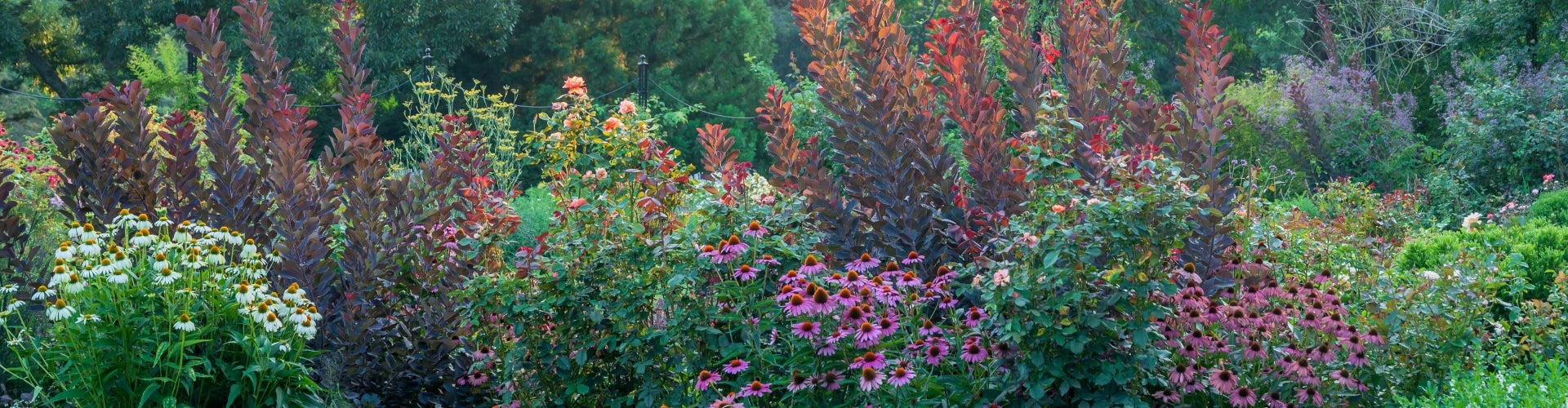 Yellow and pink flowers alongside red foliage.