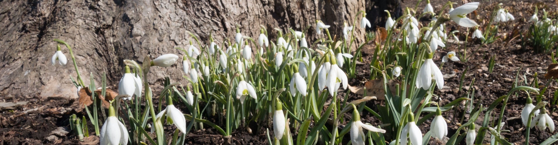 Small white flowers in bloom along a tree trunk. 