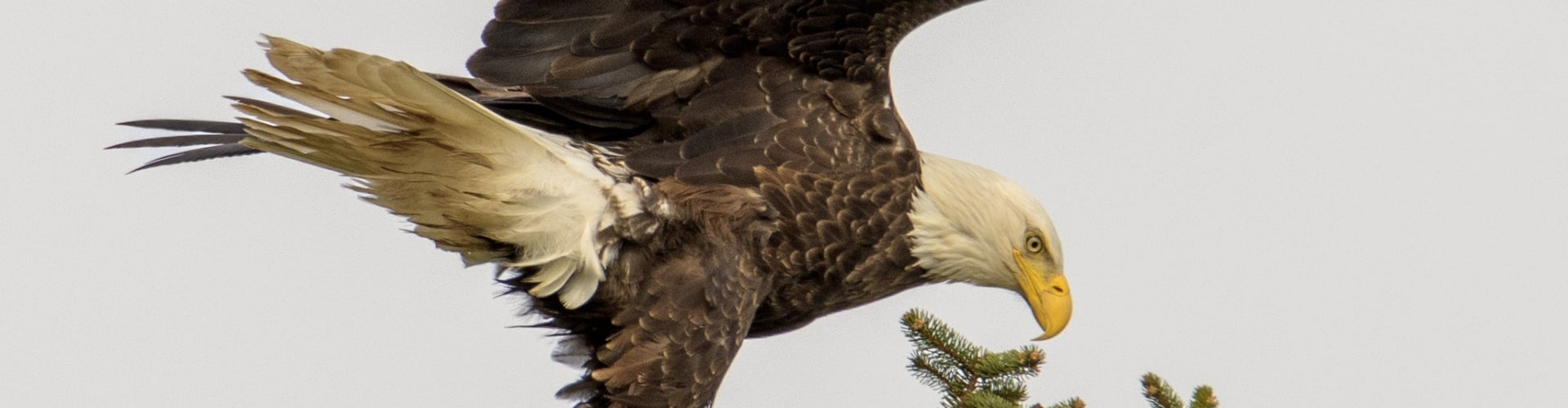 A closeup of a bald eagle, perched on top of a tree. 