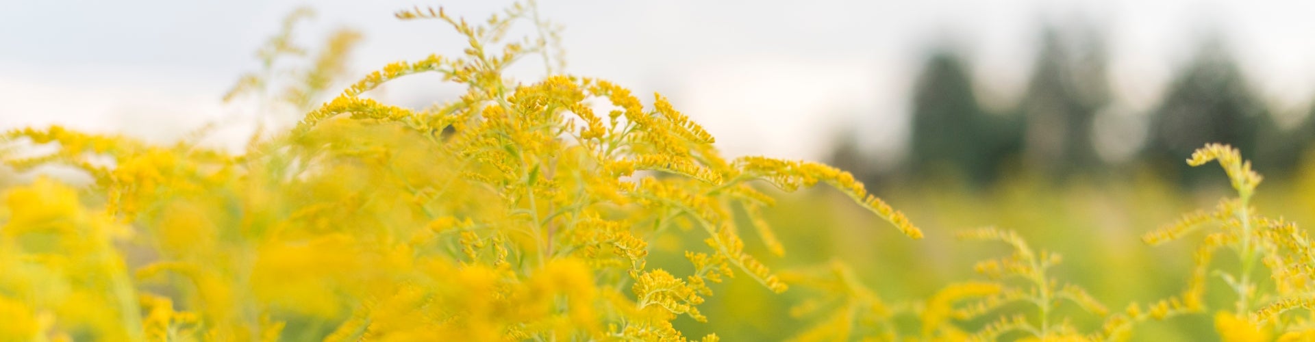 Goldenrod with green stems and small, yellow dropping flowers.