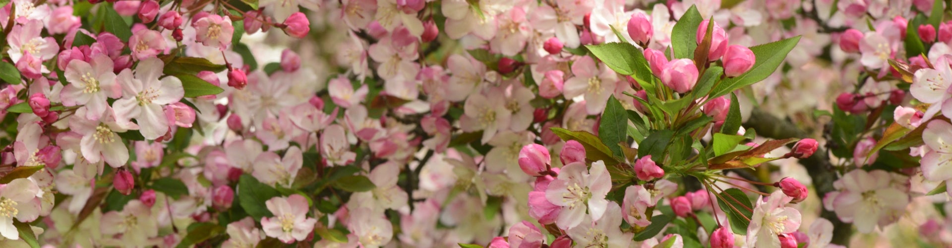 A closeup of pink cherry blossoms in bloom. 