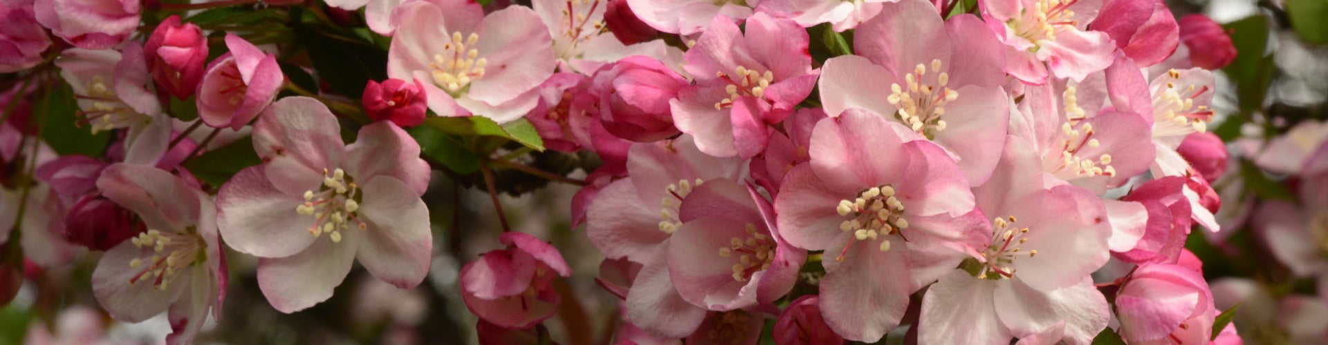 A closeup of pink cherry blossoms. 