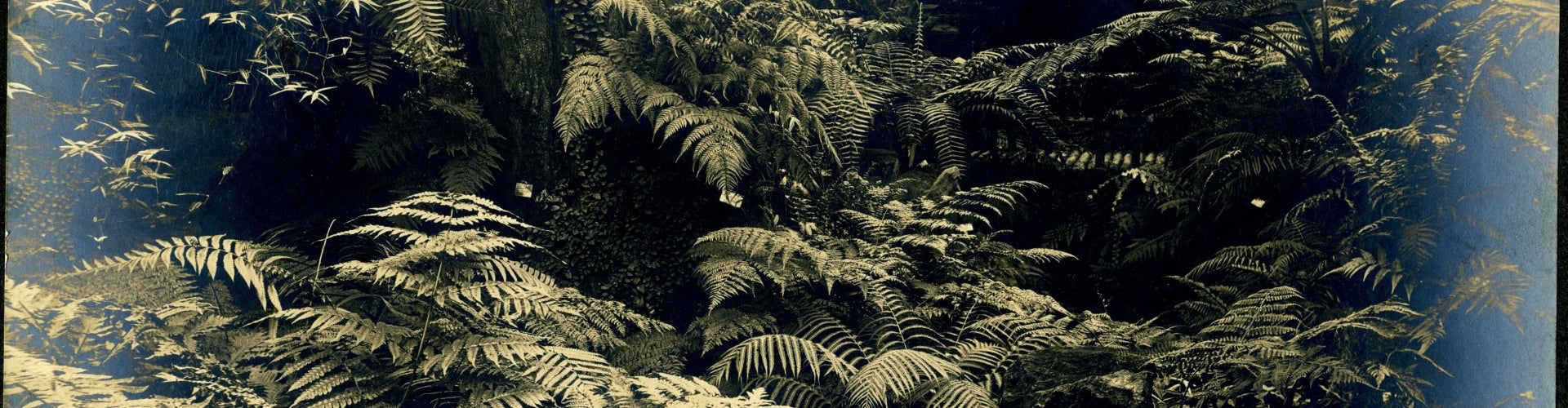 A black and white photograph of a closeup of ferns.