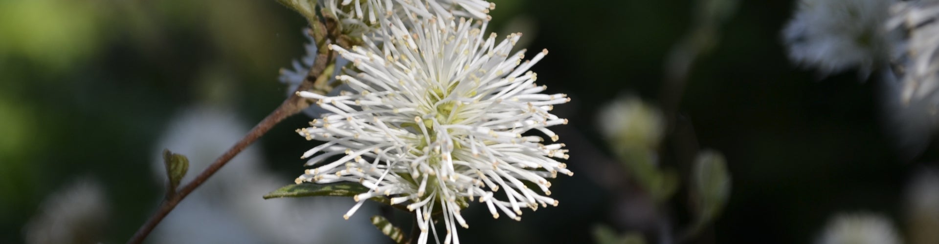 fothergilla