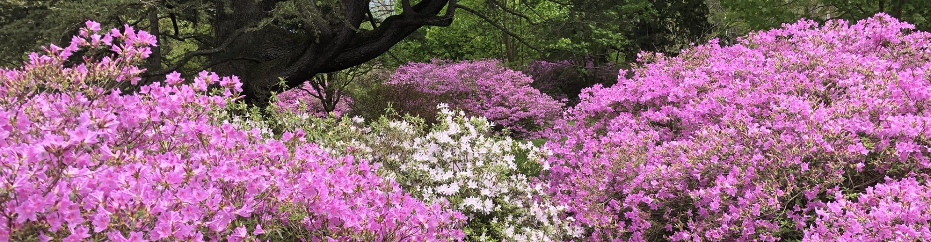 Pink and white azalea bushes in bloom.