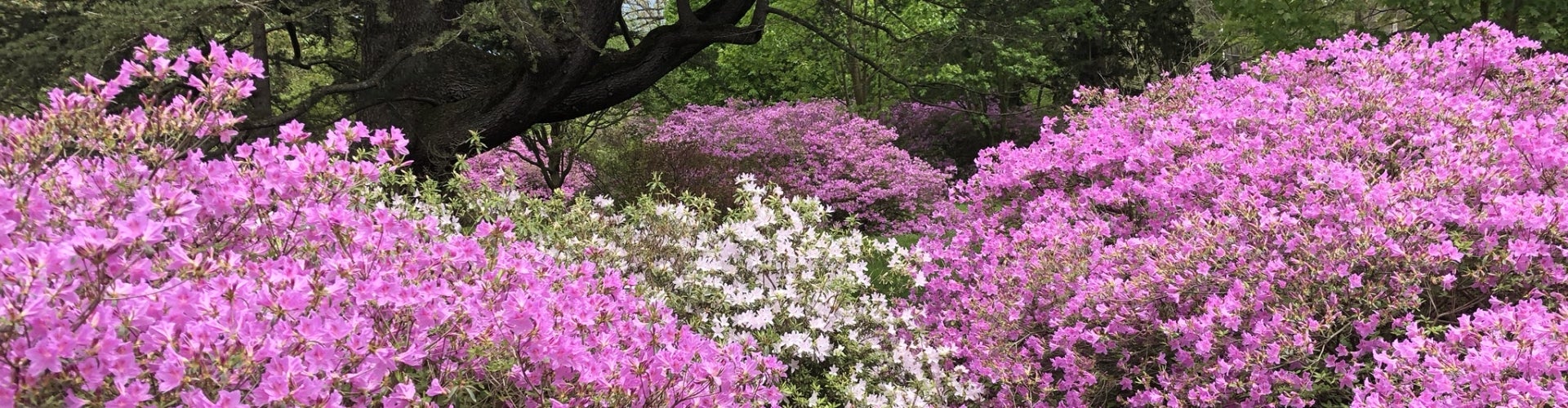 What's in Bloom: May | Morris Arboretum & Gardens