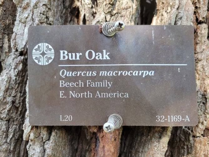 A brown square name tag shows the name bur oak and the Latin name Quercus macrocarpa.