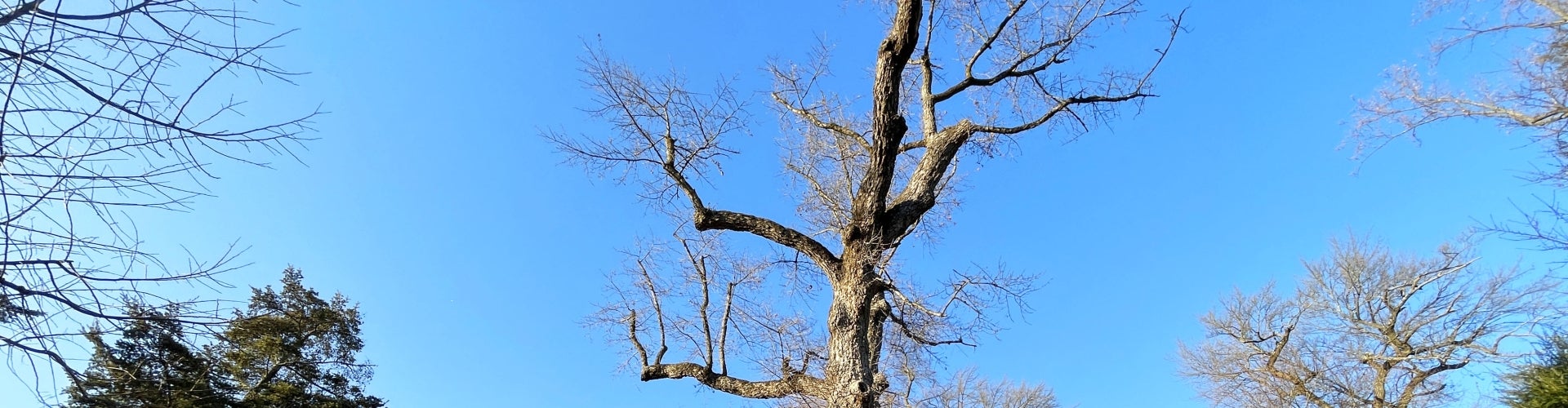 A tall tree with bare limbs sits on a grassy slope.