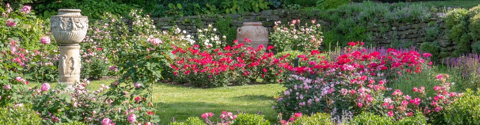 A garden in bloom with different color roses and other flowers.