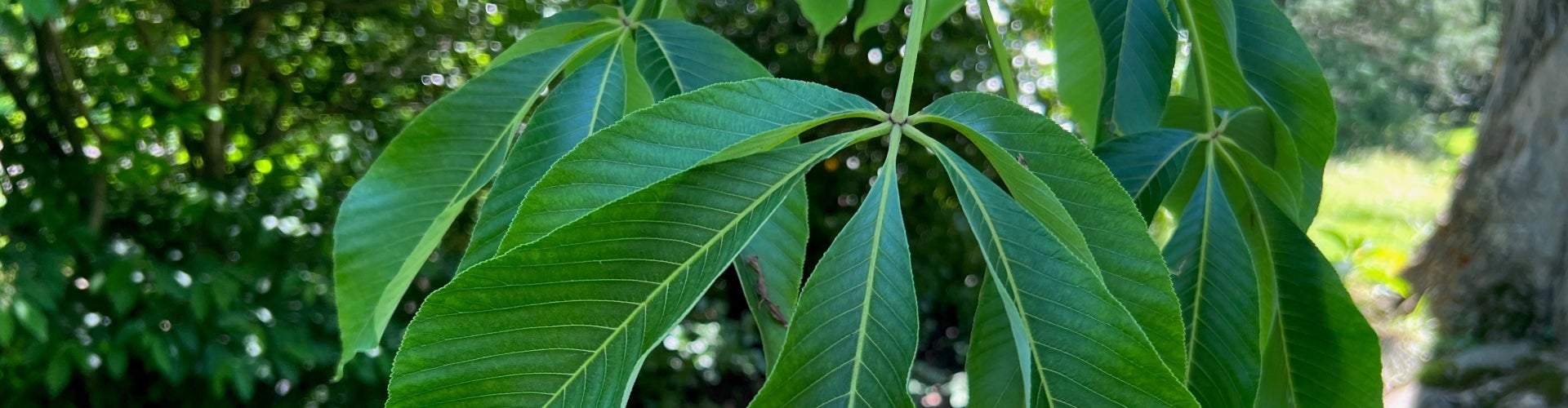 The bright green foliage of Aesculus flava (yellow buckeye).