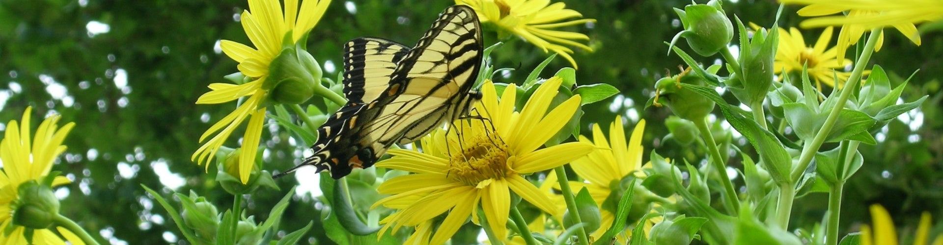 A Yellow and black butterfly perched on a small sunflower. 