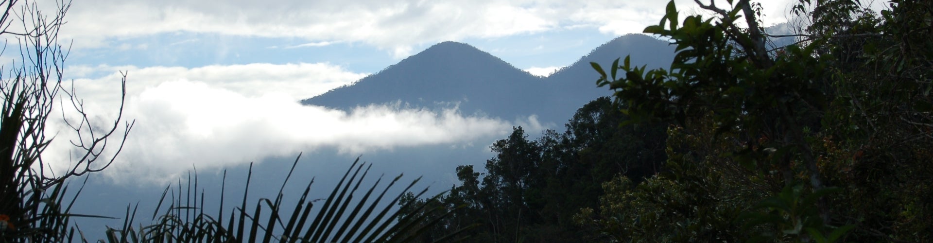 A landscape shot of dense plant life in the foreground and two peaks shrouded by clouds in the background.