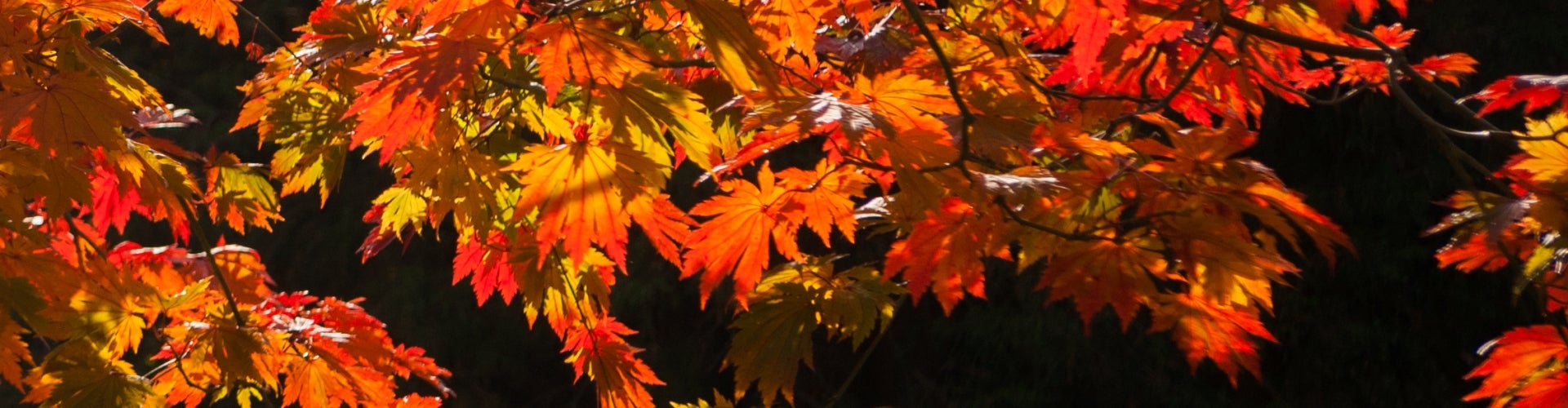Red, orange, and yellow maples leaves in fall.