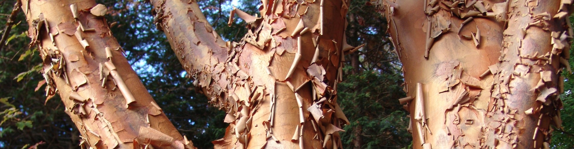 Exfoliating bark of a paperbark maple tree. 