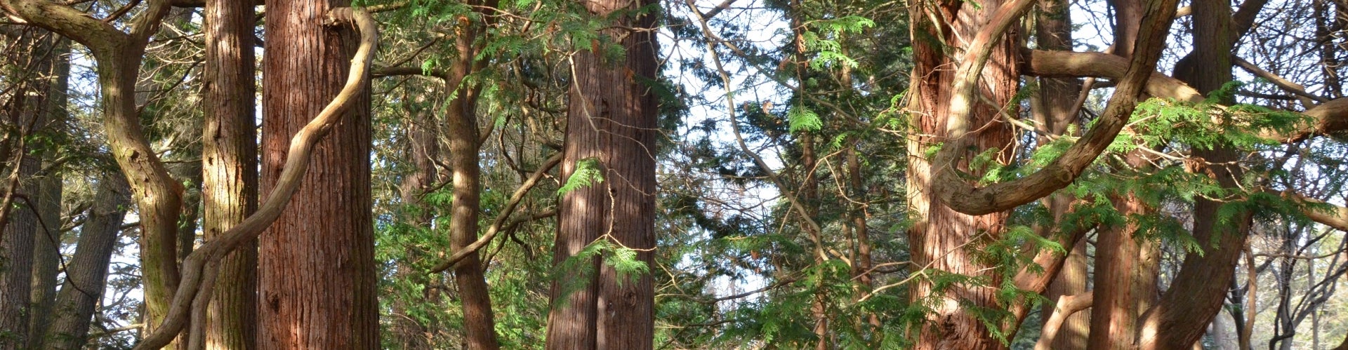 A row of conifer trees.