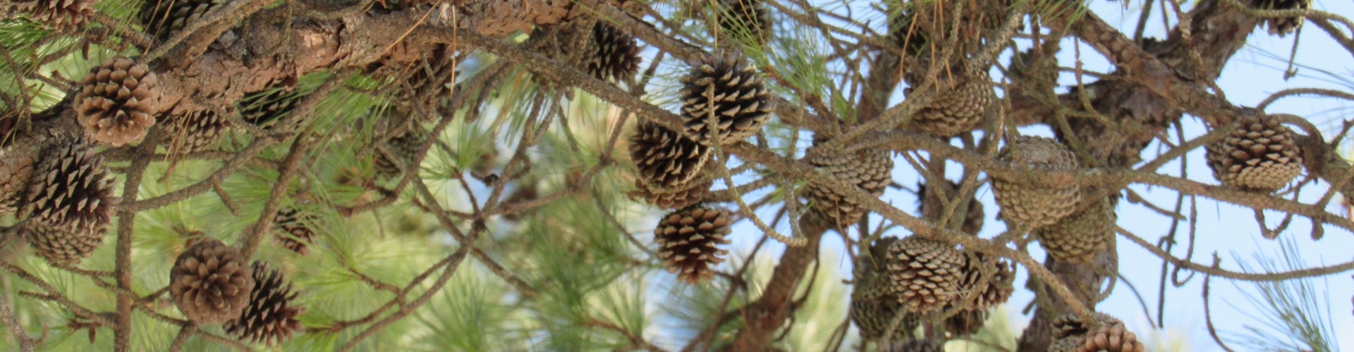 A large cluster of pine cones in a tree. 
