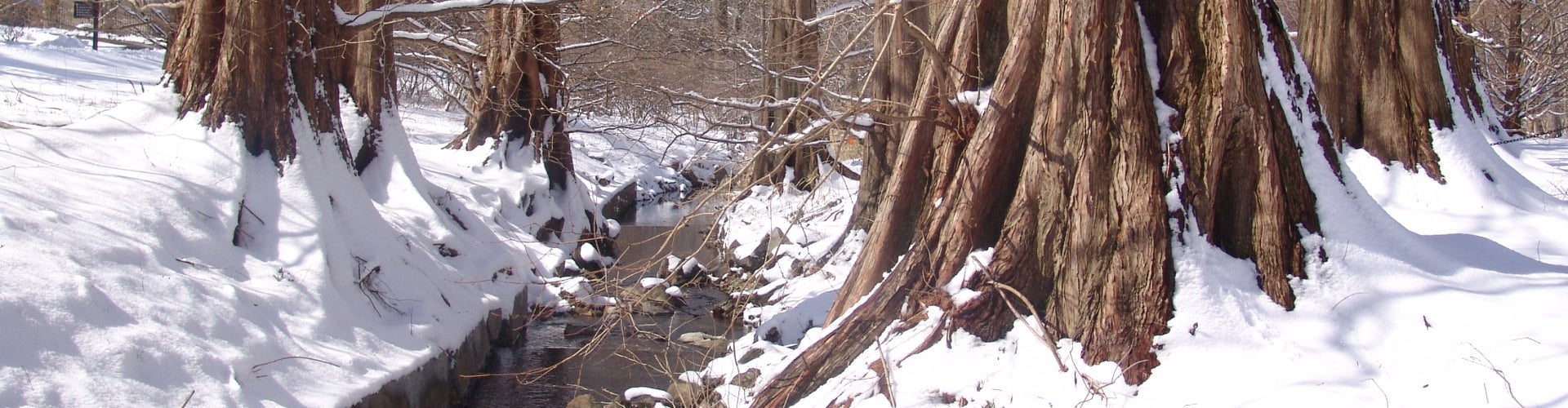 Dawn-redwood trees covered in snow.