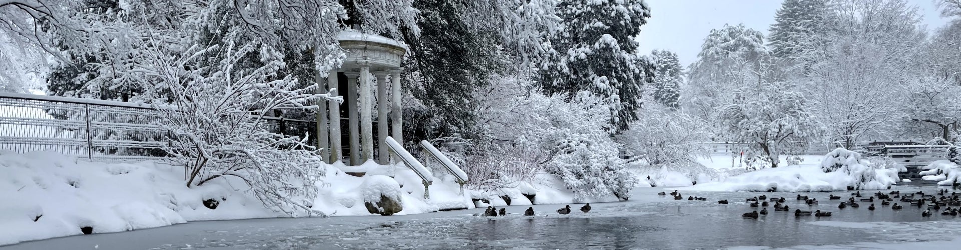 Two swans float along in an icy and snow-covered pond.