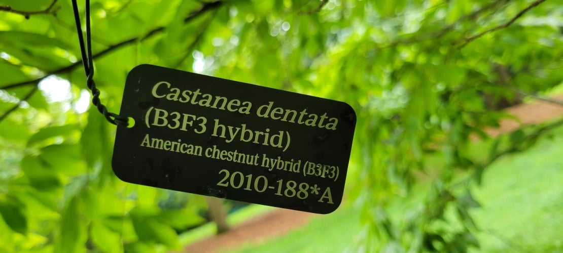 Photo of a tag on a chestnut tree