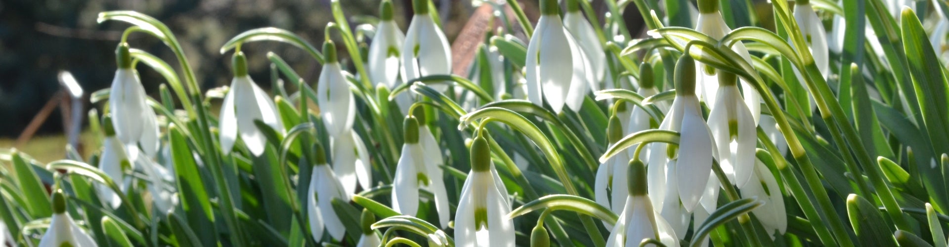 A large group of small white flowers dropping towards the ground. 