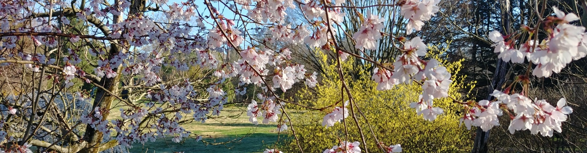 What's in Bloom: March | Morris Arboretum & Gardens