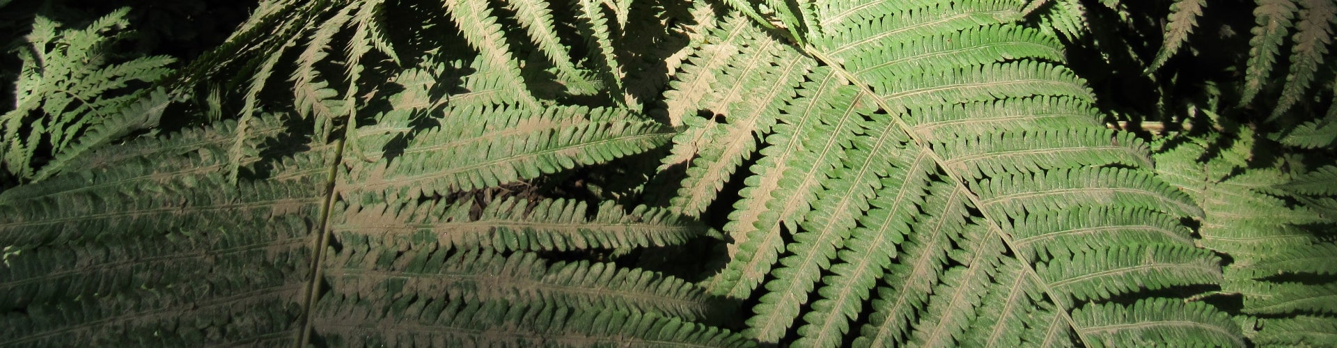 A photograph of green ferns into a dark space. 