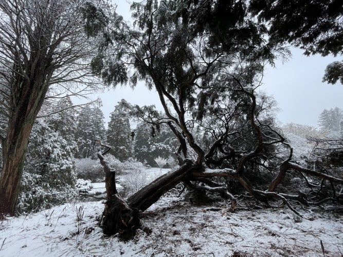 A large weeping hemlock tree lies on its side on a bed of snow with roots exposed.