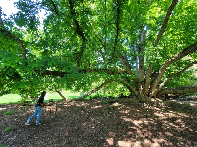 Large leafy tree standing on brown dirt field with a person walking underneath the tree canopy
