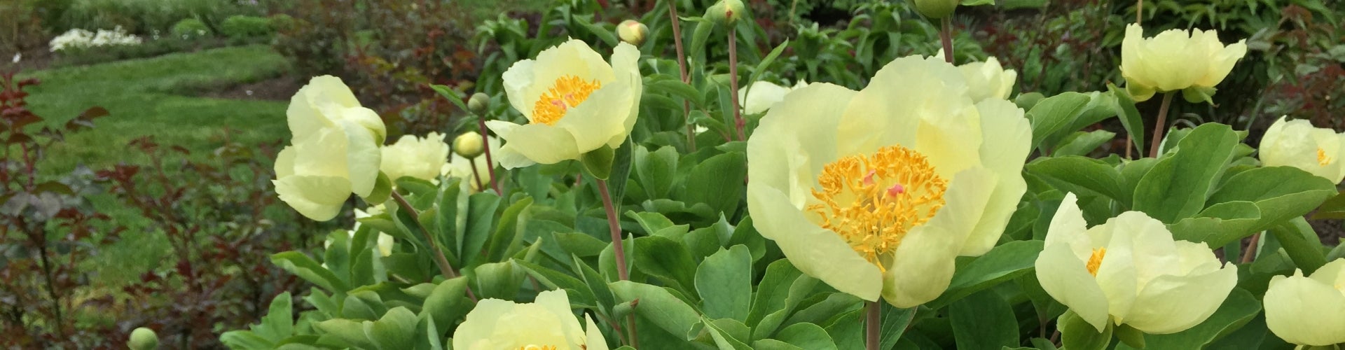 A cluster of bright yellow peony flowers growing in a garden.