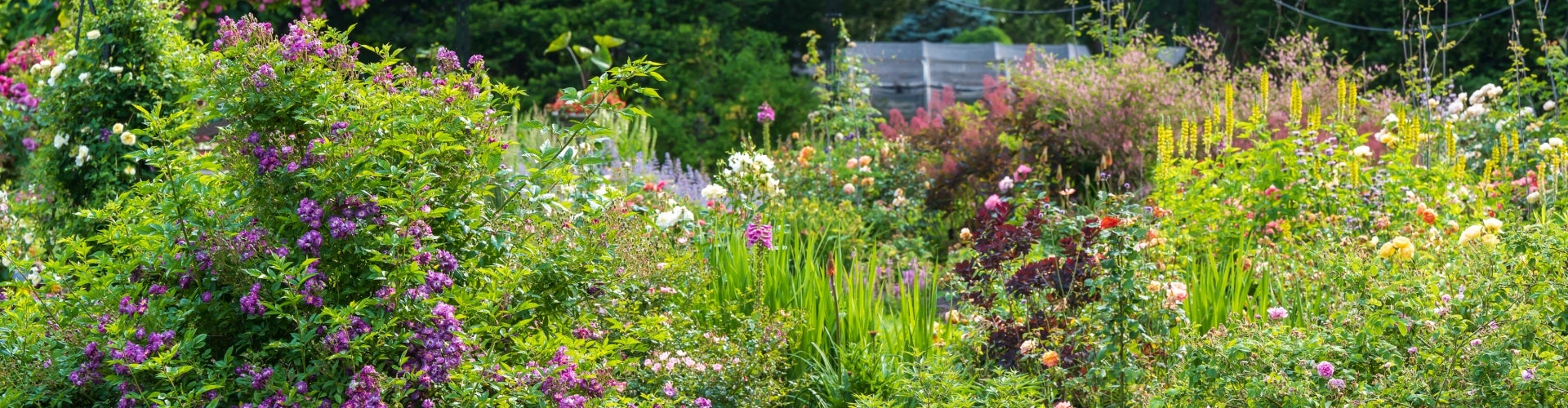 A garden in bloom.
