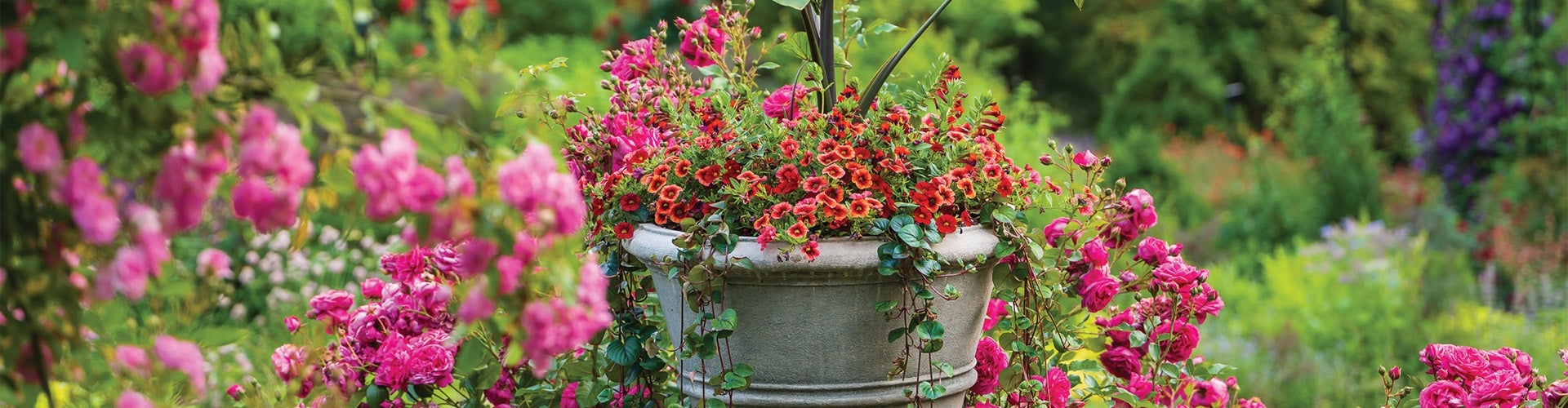 A rose garden in bloom with a flower pot spilling over with red flowers.