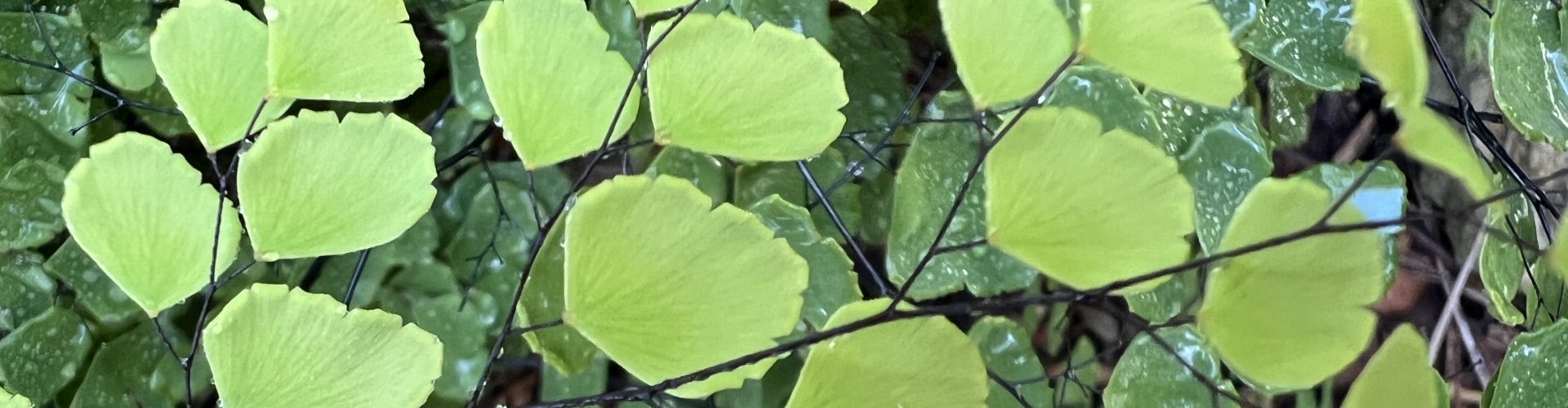 The bright green foliage of a maidenhair fern.