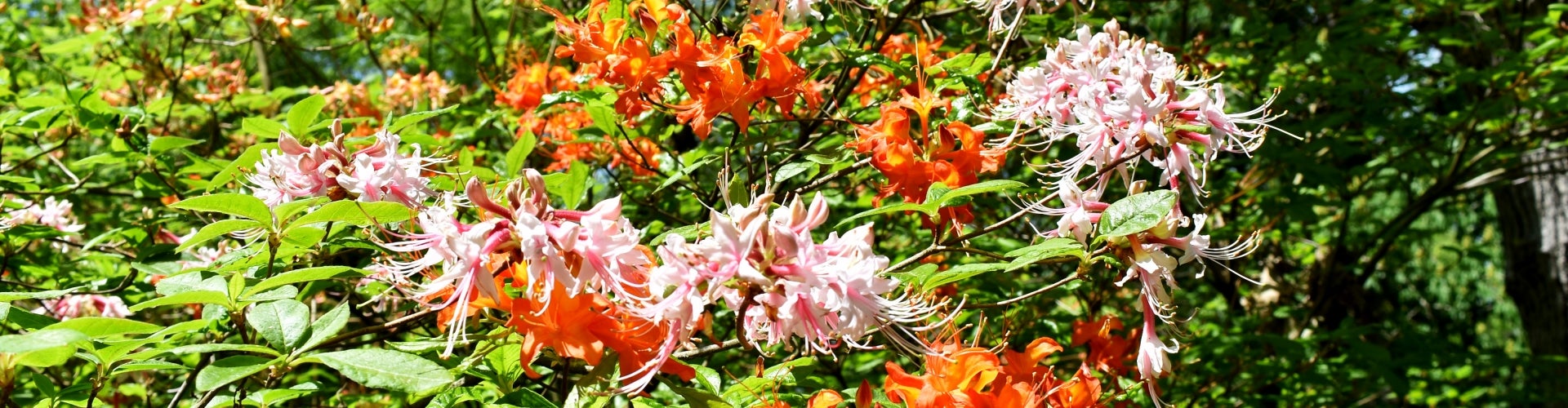 Small pink and orange flowers (azaleas native to PA) in bloom with with green foliage.