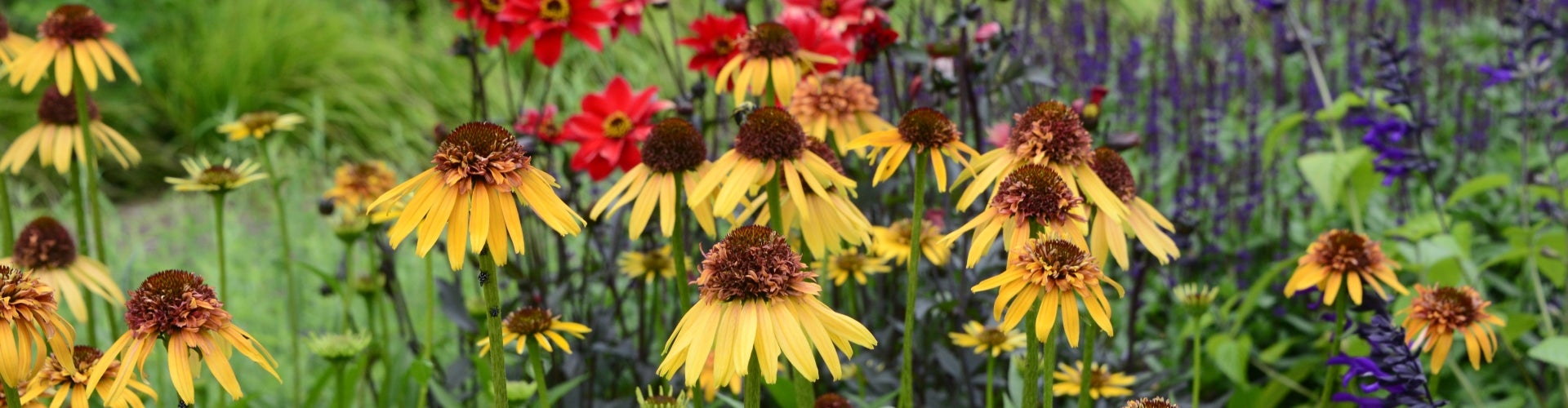 What's in Bloom: September | Morris Arboretum & Gardens