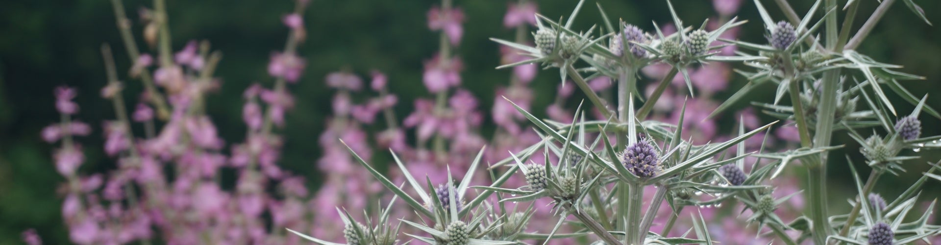 In the foreground, a sage green spiky plant with round purple flowers. In the background, tall pink flowers. 