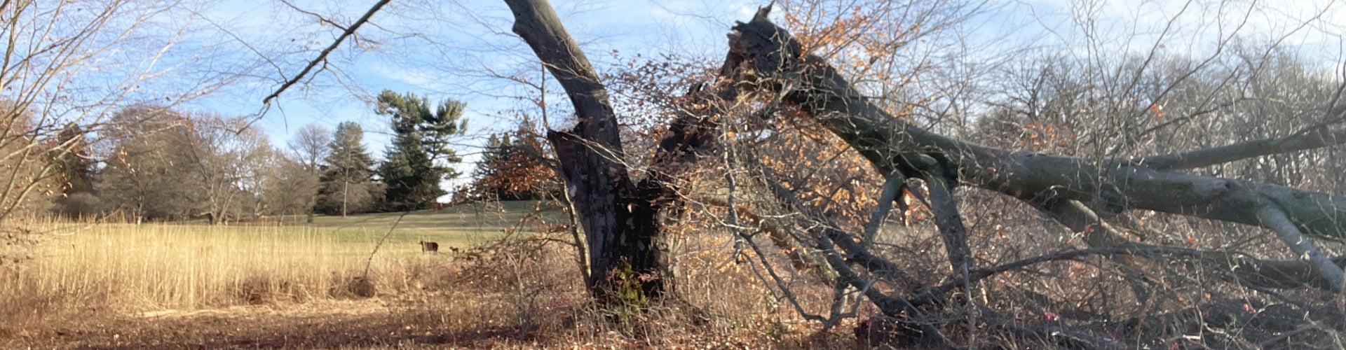 A large tree with a broken limb in a sunny day.