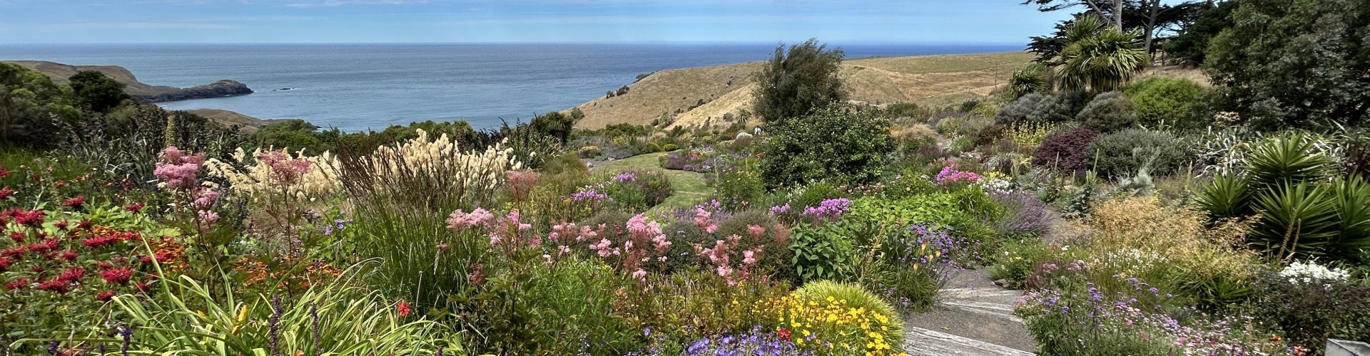 A wooden boardwalk winds through a landscape in bloom with a body of water in the background. 